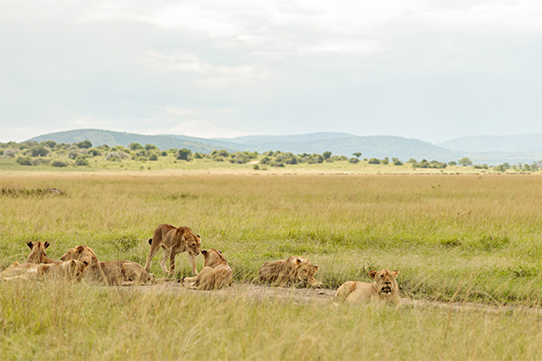 safari