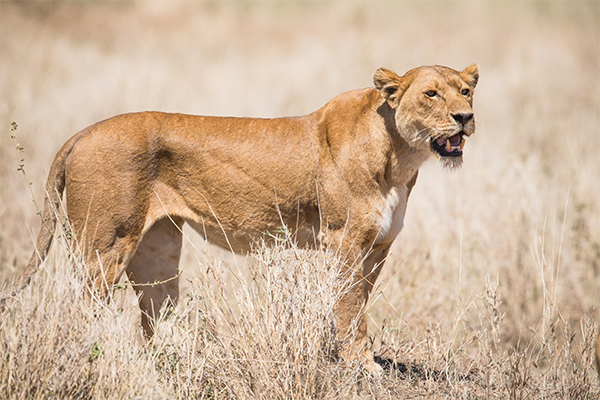 safari