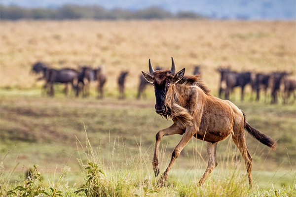 safari